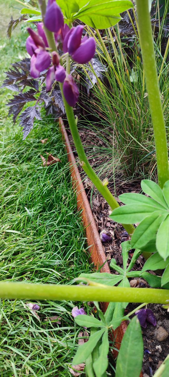 EverEdge tweet media