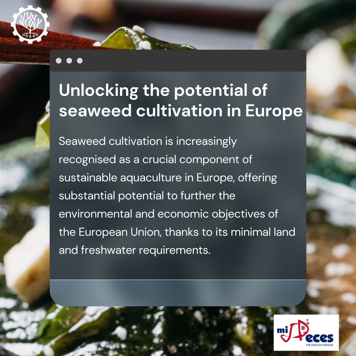 Samudra (@samudraoceansai) on Twitter photo 🌊 Seaweed: Europe’s Path to Sustainable Aquaculture 🌱
As Europe dives deeper into the blue economy, seaweed offers a unique opportunity to meet sustainability and economic goals. Together, we can turn the tide towards a more resilient future.
Full <a href="/mispeces/">misPeces Acuicultura</a> article: 🌊 Seaweed: Europe’s Path to Sustainable Aquaculture 🌱
As Europe dives deeper into the blue economy, seaweed offers a unique opportunity to meet sustainability and economic goals. Together, we can turn the tide towards a more resilient future.
Full <a href="/mispeces/">misPeces Acuicultura</a> article: