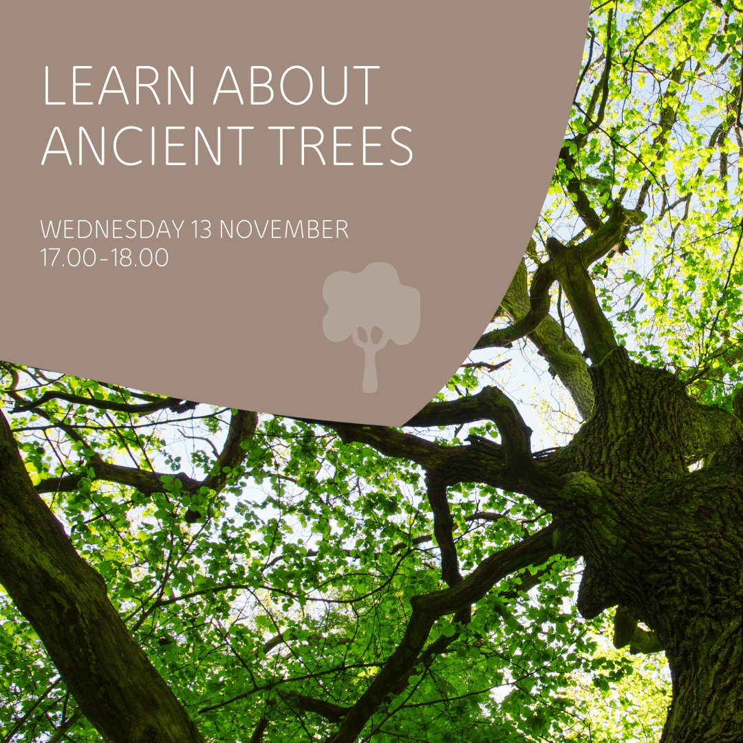 ⌛ LAST CHANCE

Our free Learn About Ancient Trees webinar is being hosted TODAY at 17.00 ✨

Come and have your questions answered and help us protect ancient trees in Wales 🌲

Book your space now 👉 bit.ly/3AebISL 

#nature #ancienttrees