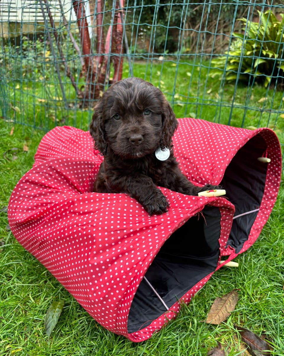 Febee has declared herself the princess of the puppy tunnel ✨

Playtime is full of exploring and little adventures for these pups and soon, Febee and her siblings will be  heading off to start their big adventure as they train to become life-changing hearing dogs 🐾🥰