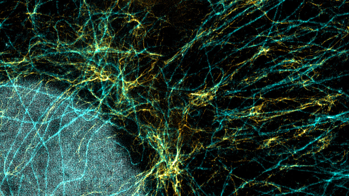 Abberior's tweet photo. Premix & Stain – Simplify your multicolor #imaging workflow!
Optimize your #immunofluorescence labeling process with our easy-to-follow premix and stain protocol: https://t.co/9rMzzUoQfi
#nanobody #STED #confocal #imaging #abberior #superresolutionmicroscopy #microscopy #fluorescentmicroscopy #nanoscopy #superresolutionSTEDmicroscopy #abberiordyes