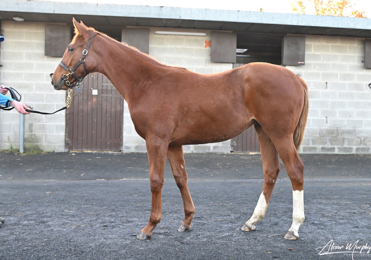 Goffs (@goffs1866) on Twitter photo €200,000 ➡️ £472,500
<a href="/Aughamorestud/">Aughamore Stud</a> sourced their Lope De Vega foal from AK Thoroughbreds at Goffs November Foal Sale.
Find the cream of the Irish foal crop here from Nov 18-21.
#PinhookersParadise | #GoffsNovember €200,000 ➡️ £472,500
<a href="/Aughamorestud/">Aughamore Stud</a> sourced their Lope De Vega foal from AK Thoroughbreds at Goffs November Foal Sale.
Find the cream of the Irish foal crop here from Nov 18-21.
#PinhookersParadise | #GoffsNovember