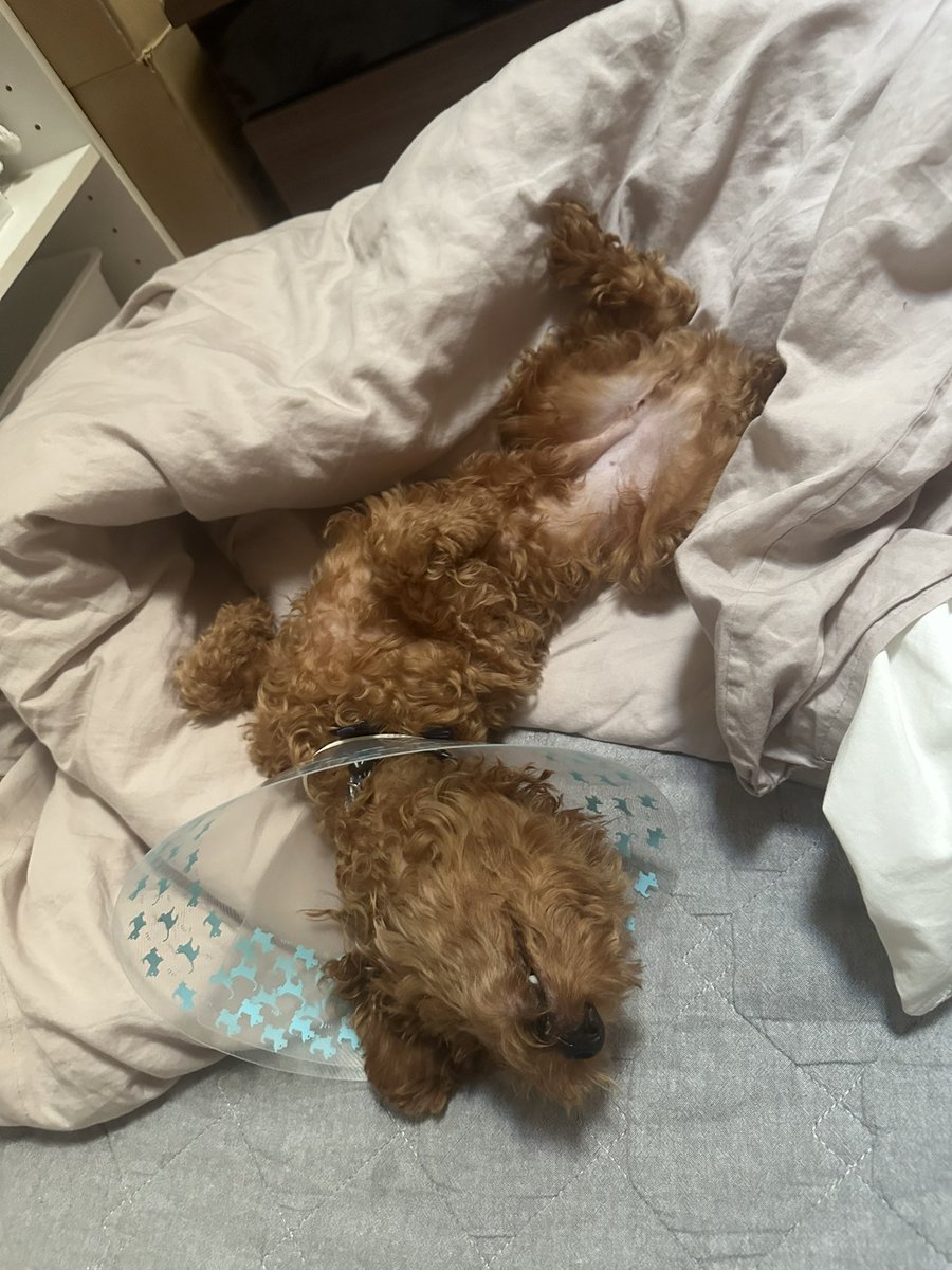 寝る時はいつもこう🤣

今日は去勢手術の傷跡の経過見てもらったよ