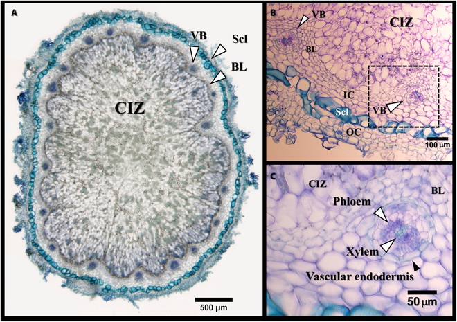 PPhenomics's tweet photo. Exploring legume-rhizobia symbiosis, we used SR-ฮผCT to visualize root nodules. 3D models reveal CIZ and VB volumes, key for N2-fixation. Synchrotron imaging shows Fe, Zn localization. #N2fixation #SoybeanNodules #SynchrotronTech
Details: https://t.co/CNP5CTs1if https://t.co/4g0T3gamnt