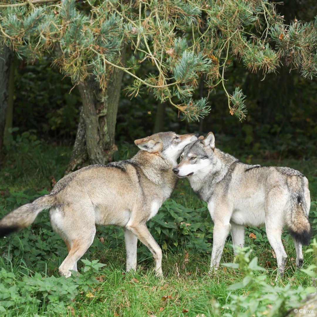 🐺 Conservation &amp; management of wildlife must be based on sound science, not (just) political reasons, says the Large Carnivore Initiative for Europe (LCIE)

LCIE states that the EU proposal to downlist wolves is flawed &amp; should not be adopted 👉 lciepub.nina.no/pdf/6386704981…