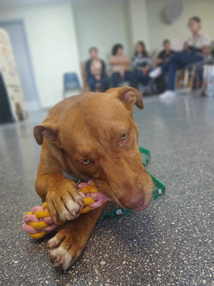 EDUCANDO CON AMOR

Martita (la humana) y Callila (la beba caramelo) visitaron la Escuela Eugenio María de Hostos, en Mayagüez, para ofrecer una charla sobre bienestar animal.

Allí compartieron con el club Promotores de Bienestar Animal y recibieron donaciones para el corillo.