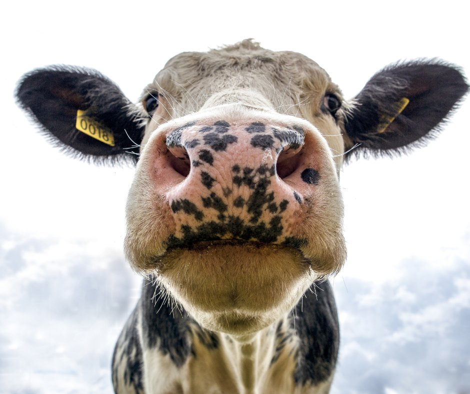 Research Ireland (@researchirel) on Twitter photo How genetics has changed the science of animal breeding. Ireland's dairy breeding index measures the genetic merit of animals based on everything from milk production to carbon emissions. A great <a href="/RTEBrainstorm/">RTÉ Brainstorm</a> article by Maeve Williams of <a href="/VistaMilk/">VistaMilk Research Ireland Centre</a>. Read:rte.ie/brainstorm/202… How genetics has changed the science of animal breeding. Ireland's dairy breeding index measures the genetic merit of animals based on everything from milk production to carbon emissions. A great <a href="/RTEBrainstorm/">RTÉ Brainstorm</a> article by Maeve Williams of <a href="/VistaMilk/">VistaMilk Research Ireland Centre</a>. Read:rte.ie/brainstorm/202…