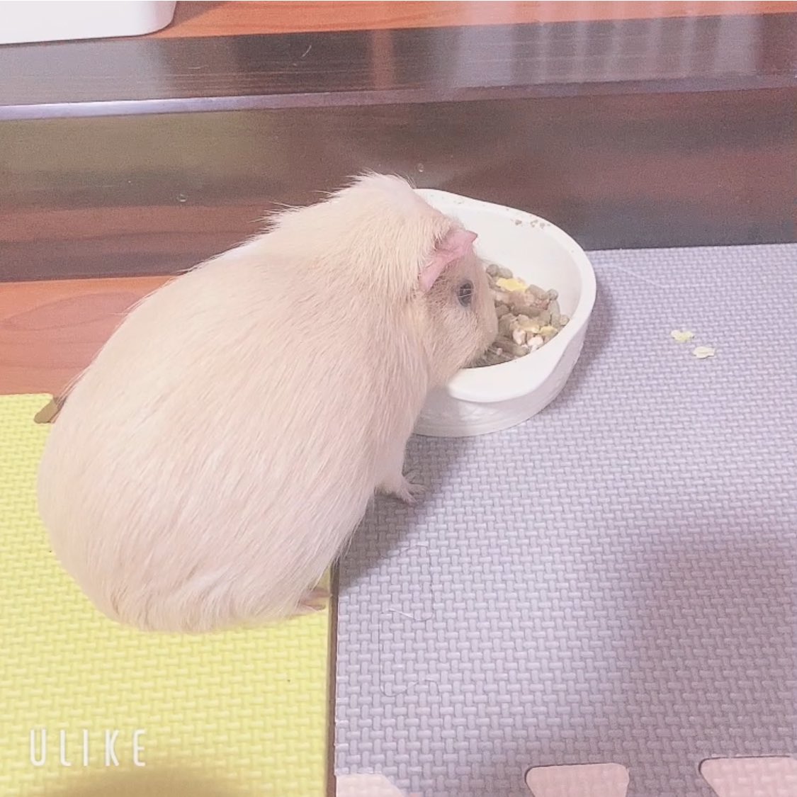 chi__ppi's tweet image. きなことほいの部屋んぽ中に掃除してて
ほいのカリカリを用意してたら...😳

きなこがポリポリ食べてました😱💕💕
え？えぇ！！！！😇😇😇

不正咬合でも食べれるの😳！！
食べれることに気づいちゃった？🤭💕
おうちに帰ってからも一生懸命食べてました！
嬉しい- ̗̀ ( ˶'ᵕ'˶) ̖́- 嬉しすぎる🥳