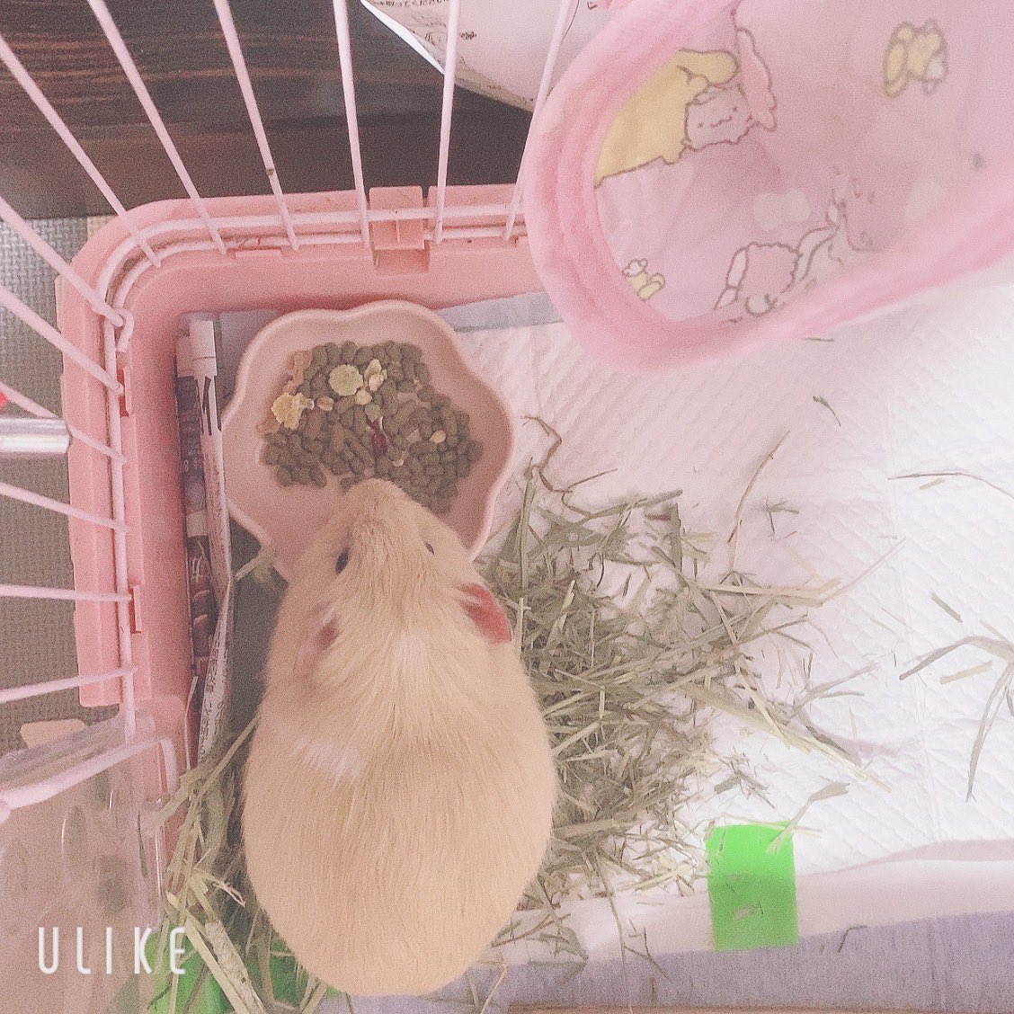 chi__ppi's tweet image. きなことほいの部屋んぽ中に掃除してて
ほいのカリカリを用意してたら...😳

きなこがポリポリ食べてました😱💕💕
え？えぇ！！！！😇😇😇

不正咬合でも食べれるの😳！！
食べれることに気づいちゃった？🤭💕
おうちに帰ってからも一生懸命食べてました！
嬉しい- ̗̀ ( ˶'ᵕ'˶) ̖́- 嬉しすぎる🥳