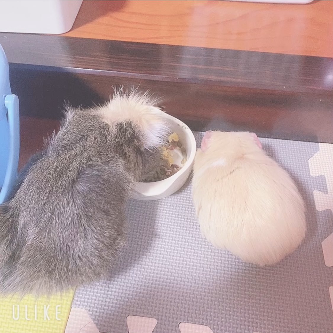 chi__ppi's tweet image. ほいちゃんと、きなちゃん
並んで食べることが出来るなんて😣💕💕
食べてる途中も、きなこを気遣う優しい紳士です💕

ほいちゃんは、去勢してから
きなこに対してグイグイいかなくなり
一緒に遊べるようになりました🥰

3枚目はきなこから擦り寄ってます(*¯︶¯♥)
満更でもないほいのご様子🤭💕