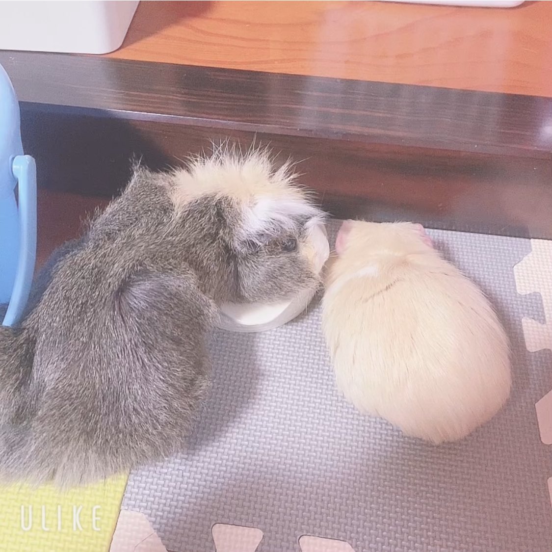 chi__ppi's tweet image. ほいちゃんと、きなちゃん
並んで食べることが出来るなんて😣💕💕
食べてる途中も、きなこを気遣う優しい紳士です💕

ほいちゃんは、去勢してから
きなこに対してグイグイいかなくなり
一緒に遊べるようになりました🥰

3枚目はきなこから擦り寄ってます(*¯︶¯♥)
満更でもないほいのご様子🤭💕