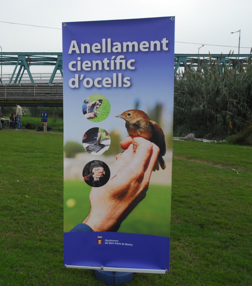 🐦 Aquest diumenge ANELLAMENT CIENTÍFIC D'OCELLS al Parc Fluvial.
Descobreix els ocells del riu de ben a prop, mentre els científics els anellen.

 📍 Alçada pont ferrocarril
🕙 De 10 a 13:30h

Gratuïta sense inscripció❗️

#SAB #mediambientSAB