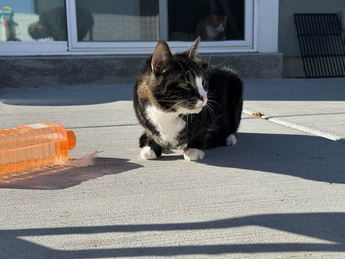 RIP Chiefy - best cat ever