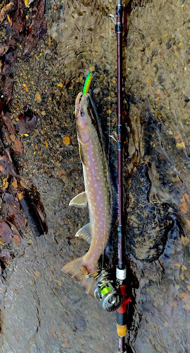 310civic's tweet photo. 昨日の雨鱒。
イケメン真っ黒！
#fishman
#simms
#Smith https://t.co/XP8htKYLh8