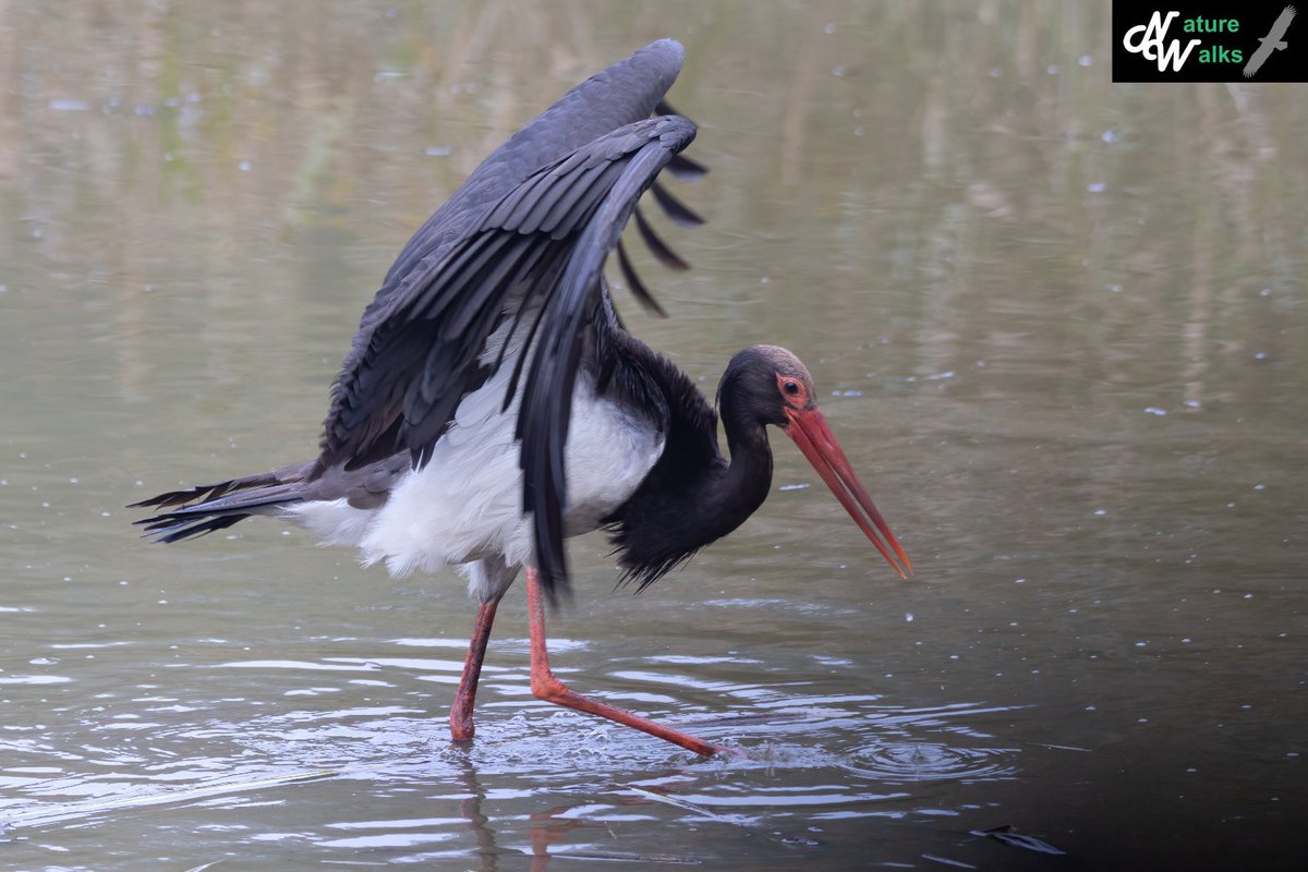 Tom Bovens 🪶 tweet media