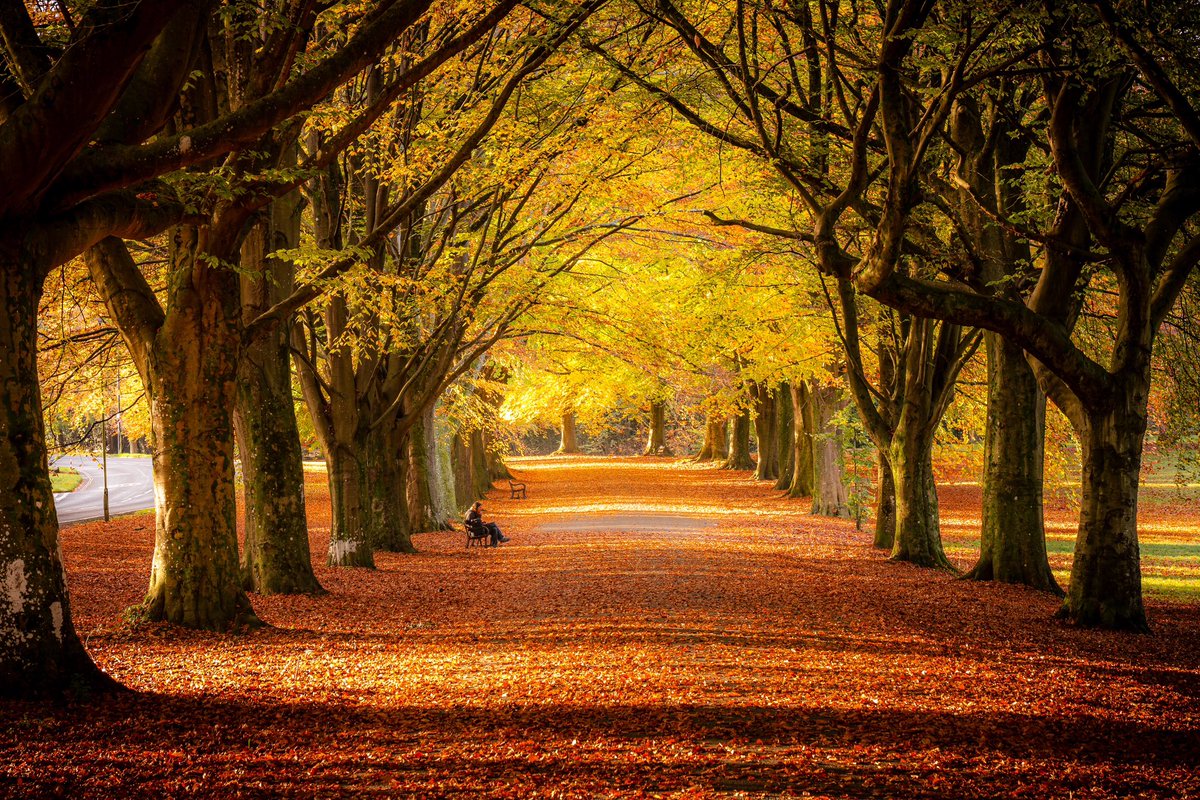 Sam Binding (@sambinding) on Twitter photo Clifton Promenade, shortly after sunrise yesterday morning, some beautiful golden light breaking through the trees along the avenue. Easily my favourite location for autumn locally - if you like crunchy leaves, this is your spot!
<a href="/BBCBristol/">BBC Bristol</a> <a href="/BBCRB/">BBC Radio Bristol</a> <a href="/ITVCharlieP/">Charlie Powell</a> Clifton Promenade, shortly after sunrise yesterday morning, some beautiful golden light breaking through the trees along the avenue. Easily my favourite location for autumn locally - if you like crunchy leaves, this is your spot!
<a href="/BBCBristol/">BBC Bristol</a> <a href="/BBCRB/">BBC Radio Bristol</a> <a href="/ITVCharlieP/">Charlie Powell</a>