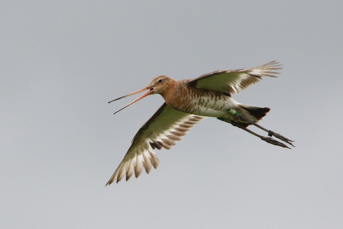 Animal Conservation (@animalconserv) on Twitter photo Headstarting boosts population of a threatened #wader, the black-tailed godwit …lpublications.onlinelibrary.wiley.com/doi/10.1111/ac… #translocations #speciesrecovery <a href="/projectgodwit/">Project Godwit</a> <a href="/RSPBScience/">RSPB Science</a> <a href="/WWTworldwide/">WWT</a> Photo credit: Jonathan Taylor, RSPB Headstarting boosts population of a threatened #wader, the black-tailed godwit …lpublications.onlinelibrary.wiley.com/doi/10.1111/ac… #translocations #speciesrecovery <a href="/projectgodwit/">Project Godwit</a> <a href="/RSPBScience/">RSPB Science</a> <a href="/WWTworldwide/">WWT</a> Photo credit: Jonathan Taylor, RSPB