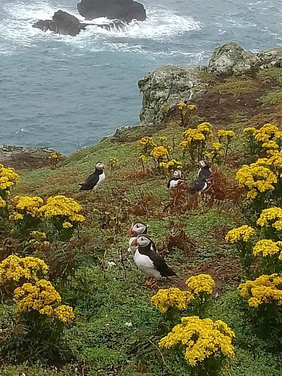 saintjess76's tweet photo. @PrettyBadLefty I love them all but I got to see puffins on Skomer Island the year before last and was amazing https://t.co/1bg2gQtk2O