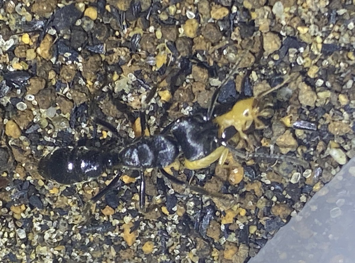 悪臭アリ Paltothyreus tarsatus 英名がAfrican stink antとされる程