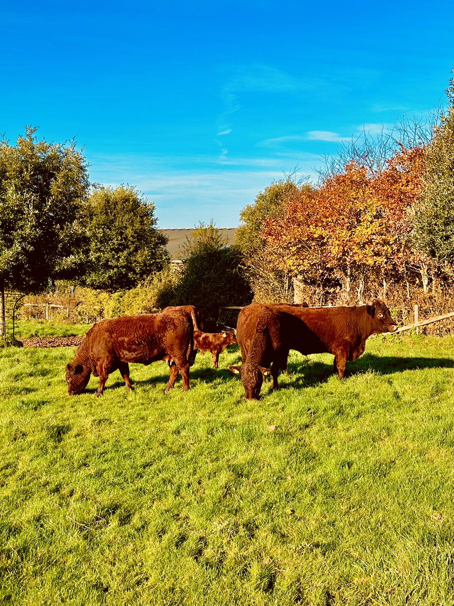 PerrystoneM's tweet image. Autumn calving is well underway here at Perrystone and with the return of a bit of sunshine we took the opportunity to get some of our first time mums and babies outside, @redrubydevon @amblingwarrior @GarethBubb @AndrewGoodinson @AdasBlake @farmsnotfactory #calving 2024