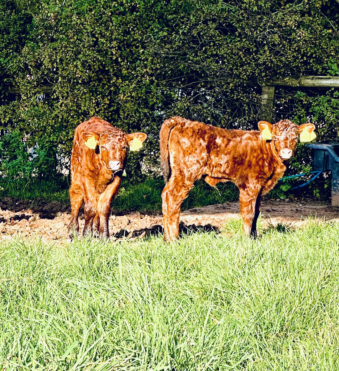 PerrystoneM's tweet image. Autumn calving is well underway here at Perrystone and with the return of a bit of sunshine we took the opportunity to get some of our first time mums and babies outside, @redrubydevon @amblingwarrior @GarethBubb @AndrewGoodinson @AdasBlake @farmsnotfactory #calving 2024