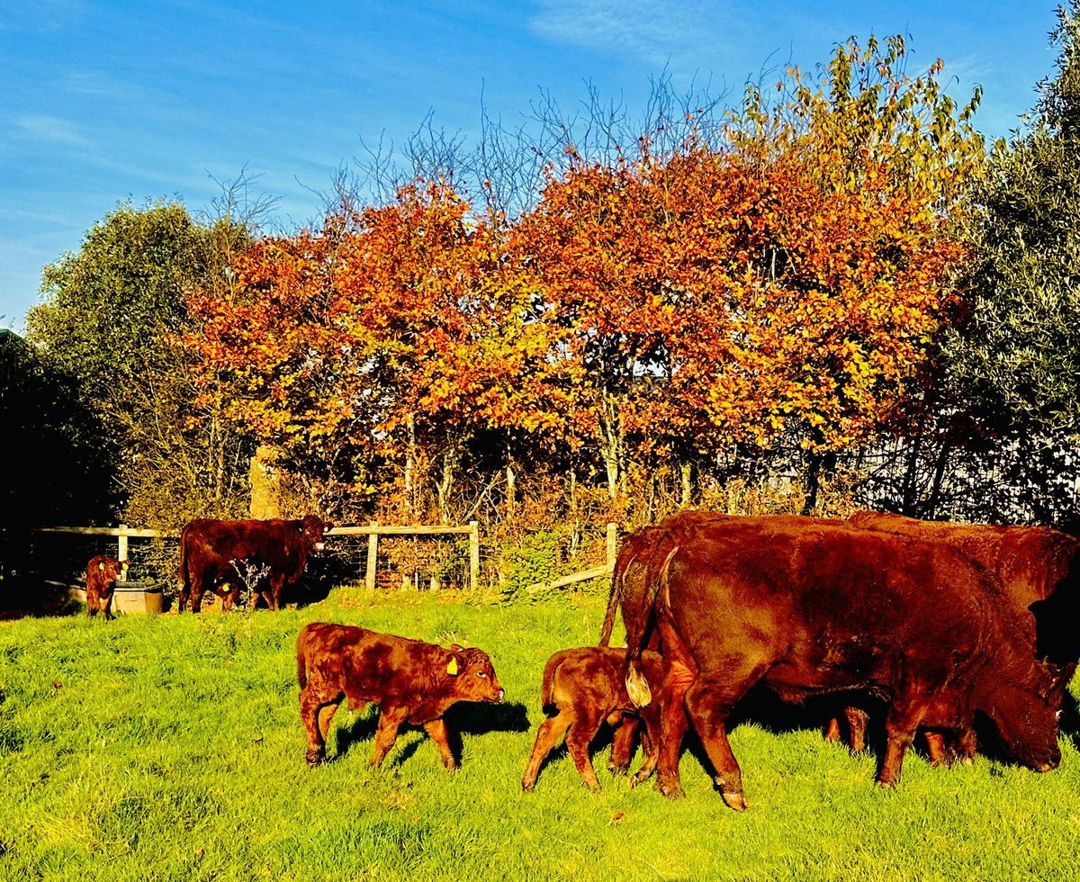 PerrystoneM's tweet image. Autumn calving is well underway here at Perrystone and with the return of a bit of sunshine we took the opportunity to get some of our first time mums and babies outside, @redrubydevon @amblingwarrior @GarethBubb @AndrewGoodinson @AdasBlake @farmsnotfactory #calving 2024