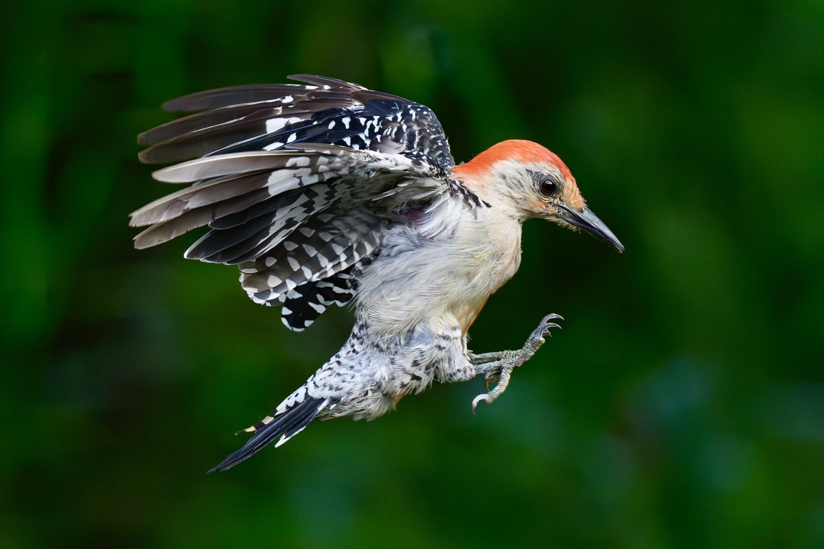 A Red-bellied woodpecker takes center stage showcasing his black, white and red plumage in the morning light. Woodpeckers are fascinating to watch as they leap, fly and cling to trees. This was photographed with the <a href="/NikonUSA/">NikonUSA</a> Z 8 and NIKKOR Z 180-600mm lens.
#birdsinflight