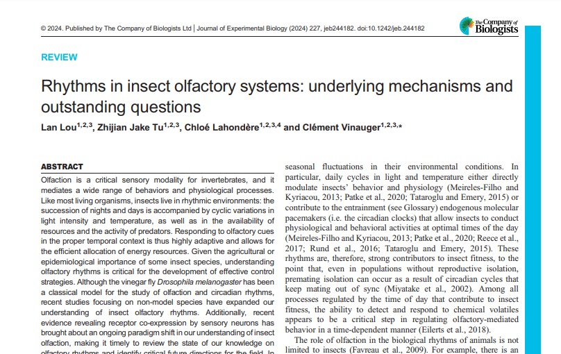 In their recent Review, Lou &amp;co <a href="/thevinaugerlab/">Clement Vinauger</a> discuss the underpinnings of the rhythms seen in insect olfaction &amp; olfactory behaviour and suggest some important unanswered questions about the sensory &amp; physiological mechanisms of these rhythms

journals.biologists.com/jeb/article/22…