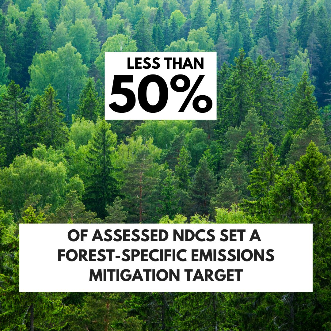 Forests play a crucial role in mitigating climate change &amp;  biodiversity loss.
📢Countries have committed to halt &amp; reverse forest loss by 2030, yet a new report reveals that forests have been overlooked in most #NDCS.
It’s time to act!
Read more➡️ wwf.panda.org/?12663966/
#COP29