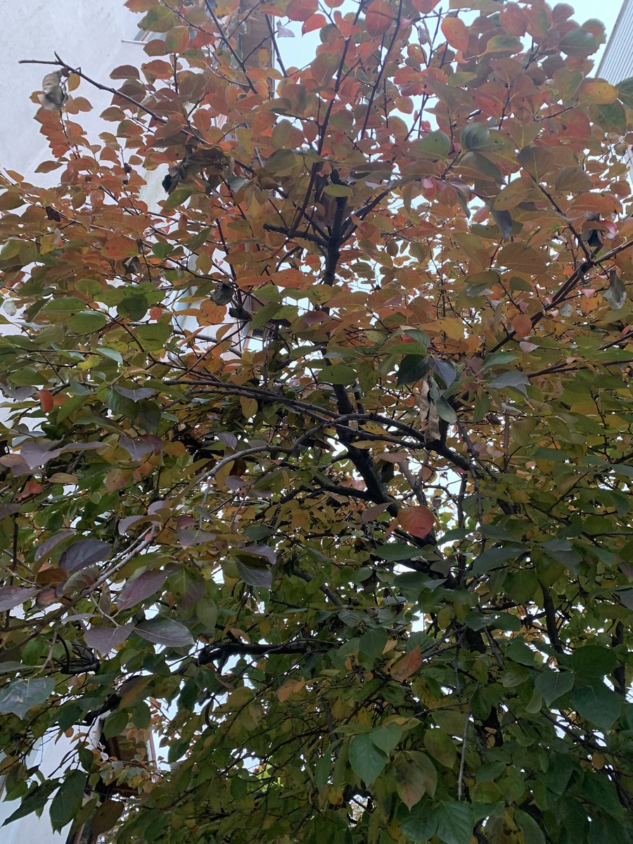 Ağaçın yaprak renkleri çok güzel 
Son baharın güzelliği