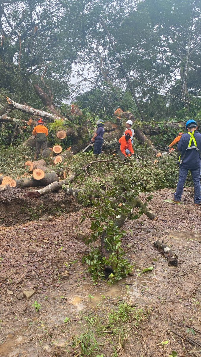 Personal del <a href="/BCBRP/">Bomberos De Panamá</a> en conjunto con autoridades locales, realizan corte y remoción de árbol que cae sobre la via y afecta tendido eléctrico en Los Anastacios, Dolega. #Chiriquí <a href="/MinGobPma/">Ministerio de Gobierno de Panamá</a>