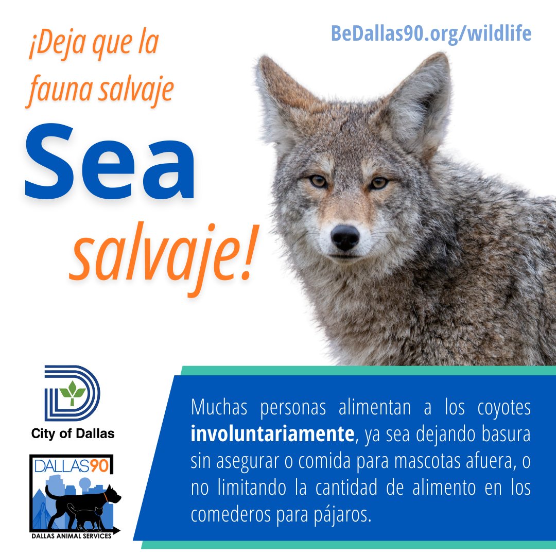 ¡La forma más sencilla de mantener a los coyotes fuera de su jardín es no invitarlos a
cenar! 

El alimento para mascotas y la basura que se deja sin supervisión en el exterior
son una ocasión sencilla para conseguir alimento.

BeDallas90.org/wildlife @ciudaddedallas