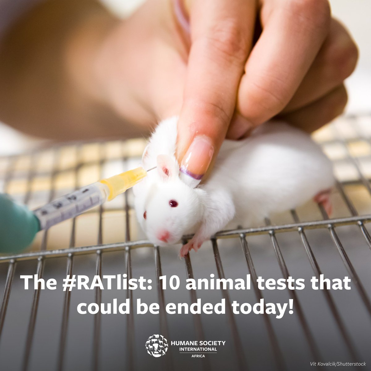 Humane World for Animals South Africa (@humaneworldsa) on Twitter photo We welcome <a href="/CrueltyFreeEU/">Cruelty Free Europe</a>'s #TheRATlist, suggesting 10 common animal tests that could be replaced with humane, non-animal methods 🚫💉🐁 Animal testing is still legal in South Africa, causing the animals unnecessary pain, suffering & almost always death💔.
We oppose the We welcome <a href="/CrueltyFreeEU/">Cruelty Free Europe</a>'s #TheRATlist, suggesting 10 common animal tests that could be replaced with humane, non-animal methods 🚫💉🐁 Animal testing is still legal in South Africa, causing the animals unnecessary pain, suffering & almost always death💔.
We oppose the