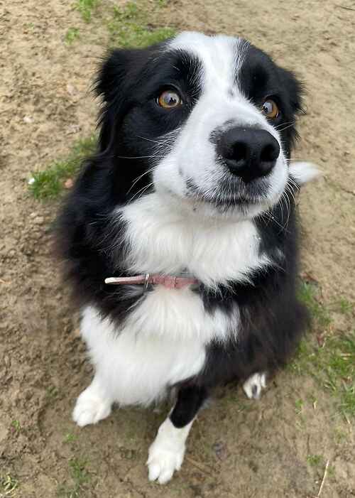 Please retweet to help Rosie find a home #KENT #UK 
Available for adoption, registered British Charity✅
Details or apply for Rosie below👇
lastchanceanimalrescue.co.uk/kennel/dog.php
Female, 4 yrs
Breed: Border Collie
Colour: Black &amp; white
Location: #NewRomney
Rosie is a sweet girl who is with us