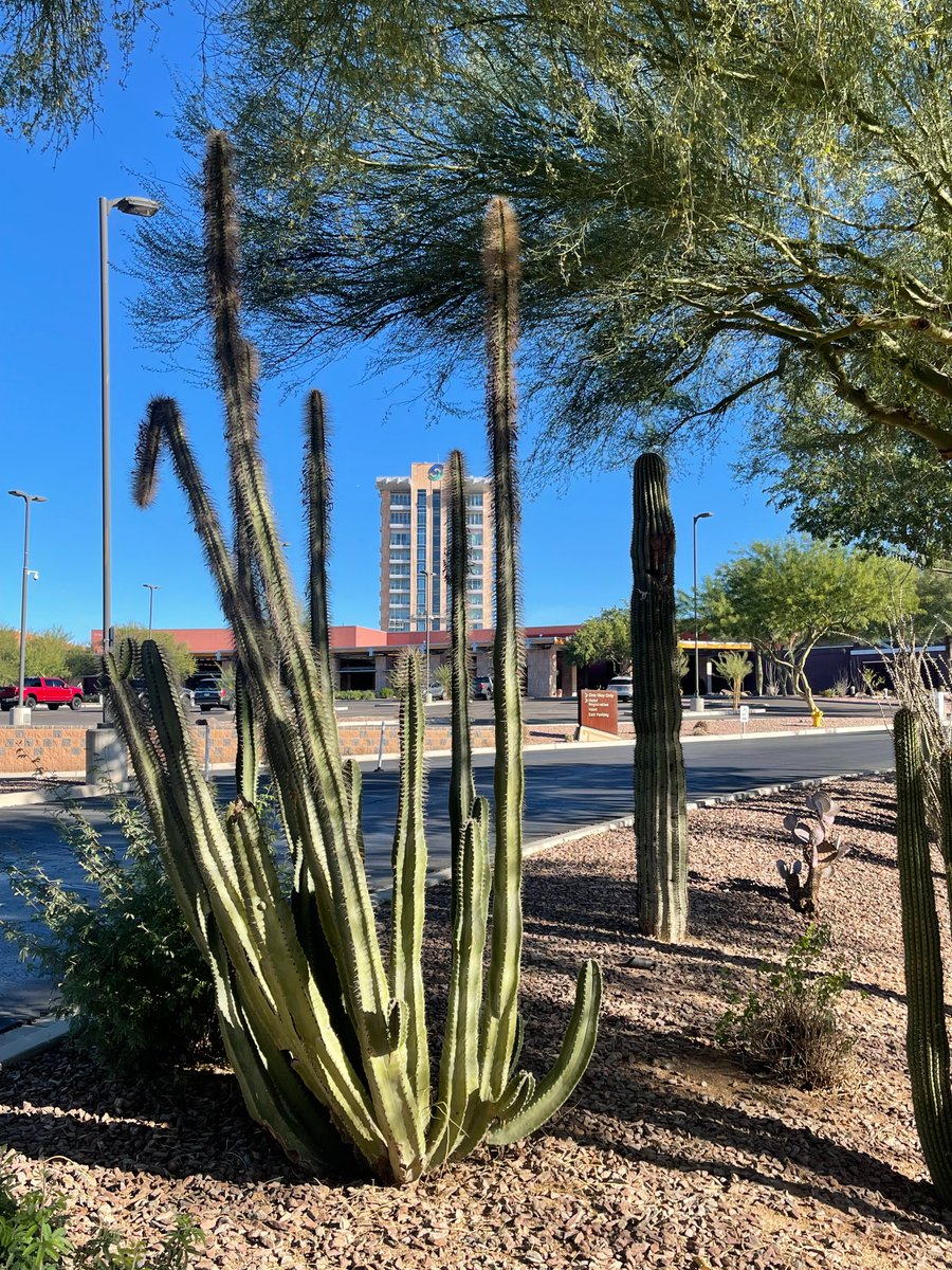 QuestBlueInc's tweet photo. Awesome weather in Scottsdale, what a great way to kick off Day 2 at Talking Stick Resort! @CVxExpo #CVxExpo2024 #QuestBlue #Scottsdale #TalkingStickResort https://t.co/v4FrF4TUG5