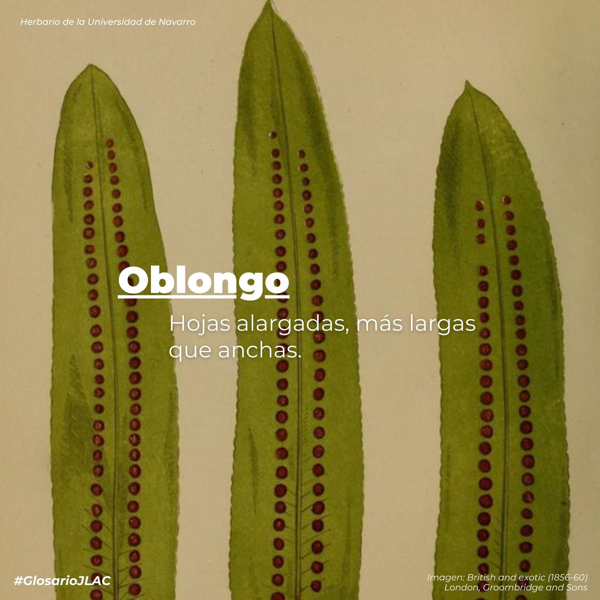 En la naturaleza, cada forma cuenta una historia de adaptación y eficiencia. Las hojas oblongas optimizan la luz y el espacio en su crecimiento. Esta silueta, sencilla en apariencia, refleja una simbiosis con su entorno. 
#GlosarioJLAC #ExploraElDetalle