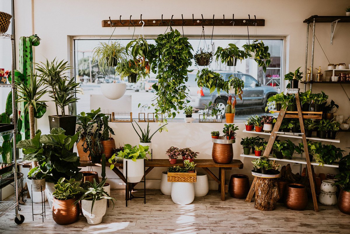 KubbyIO's tweet photo. @Succulentnative  celebrates the beauty of cacti and succulents, offering unique arrangements, workshops, and a community that welcomes everyone to grow alongside them. Come explore a world where every plant tells a story! 🌱✨ #austin #shop #local #plants #kubby https://t.co/WLQkJ8t8Vy