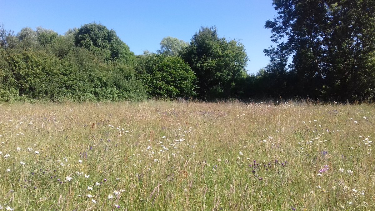 LeicsWildlife's tweet photo. Failed Robbery Backfires, Leaving Rutland Water Nature Reserve Damaged.
Thieves broke into the Volunteer Training Centre at Rutland, leaving us with over £40,000 in damages and extensive physical and environmental damage to the wildflower meadow. We are devastated! https://t.co/jSTIfvMq0h