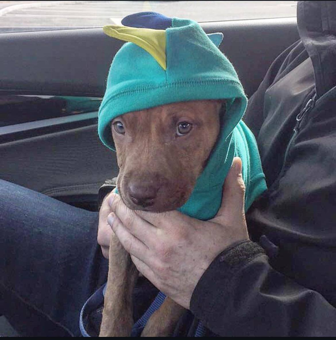 JefffBabyy's tweet photo. Literally every memecoin that is related to $Pnut runs, and BAMBAM is his dog brother. 

If you keep staying sidelined, it's gonna be too late when you realize it. 

Position yourself now while it's still at a discounted prize! 

4pyqa39RfK1qET27jchsZEgN7iVG2ueU3KCqjPEJpump https://t.co/7FxGMgqZ9I