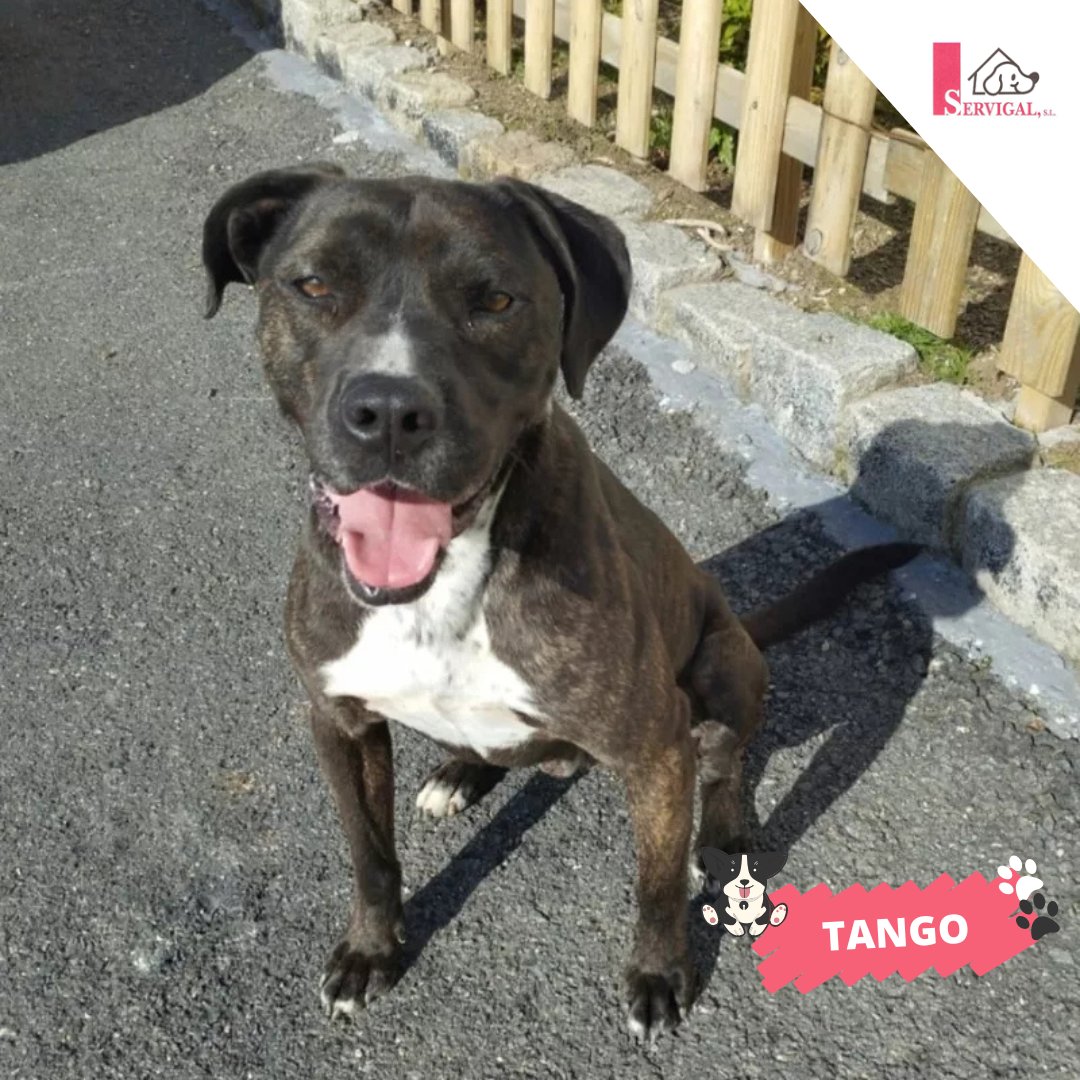 🐶 ¡Este #peludiño te está esperando!

🐾 Tango es muy activo y convive sin problema con otros perros 🐕.

 🥰 ¿A qué esperas para hacerlo parte de tu familia? 

Llámanos al 📞 981 263 093 o contáctanos a través de su ficha ⬇️
adopcionanimales.coruna.gal/gl-tango-ameri…