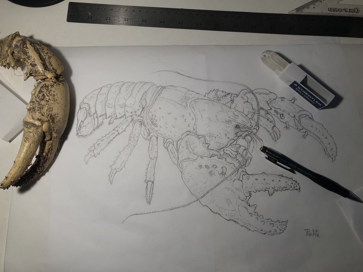 Pencil done ⁦<a href="/CrayfishIAA/">International Association of Astacology</a>⁩