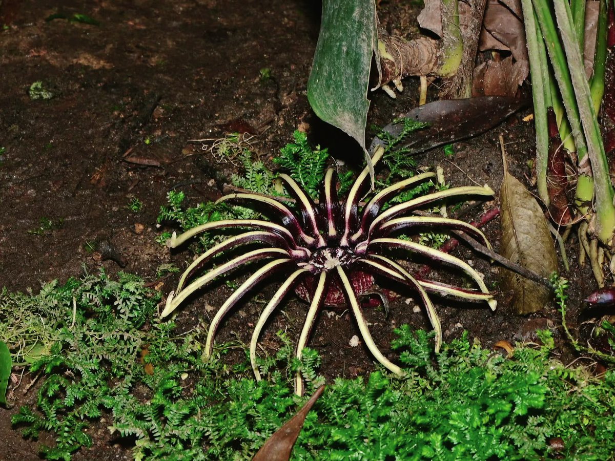 Aspidistra radiata (Asparagaceae)