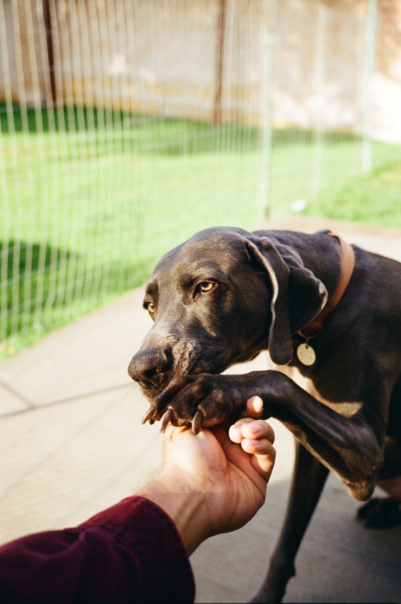 ALTOcaptured's tweet image. The Camera 👋 the Photos #35mm