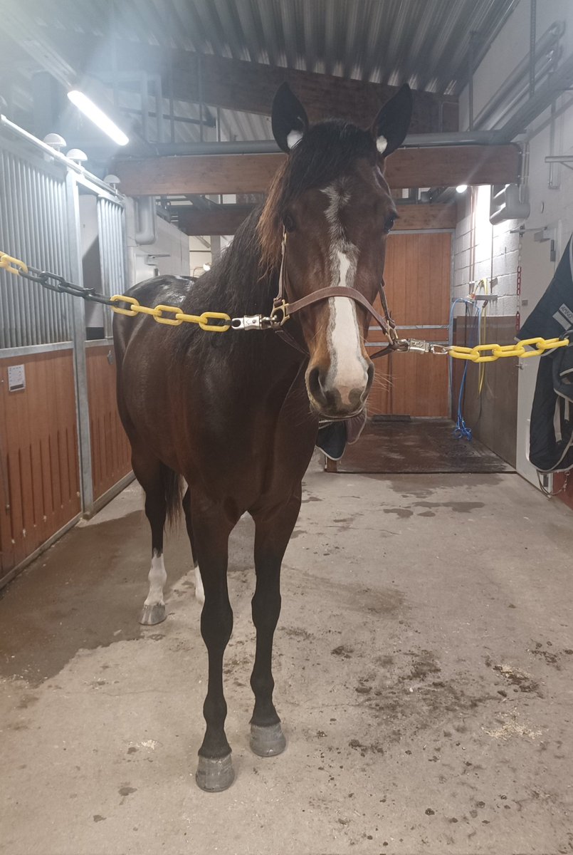 2yo Vinci Winner fick sin första massage idag 🐎😍🥰