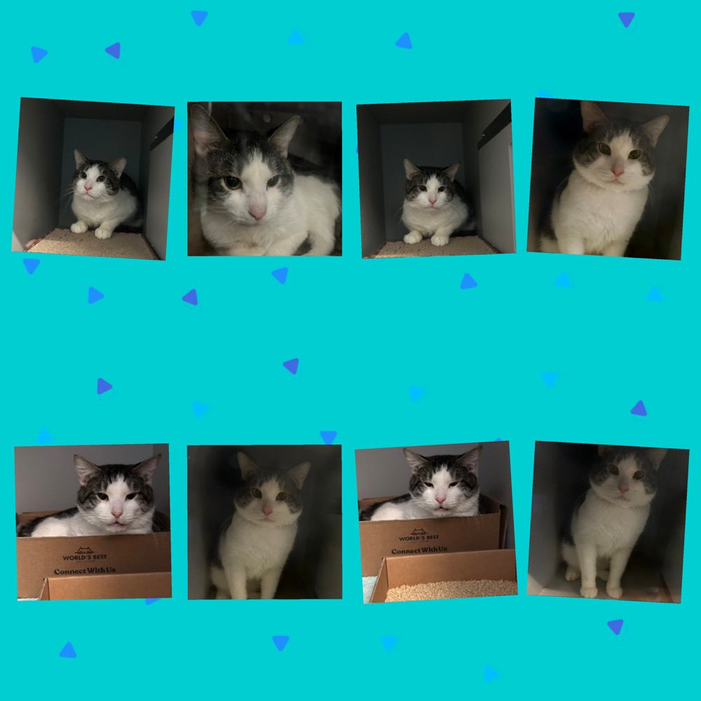 #Ronan Needs A Placement By Thursday November 14, 2024 By 12PM! Handsome Ronan Is A 3 Year Old Desexed Male Grey Tabby/White #Cat At The #QueensACC #NYCACC! #ID209227 : Likes Cheek &amp; Chin Scratches! Surrendered By Agency! Healthy! Level 3! Adult Only Home! #CatsOfX ! #Pledges!