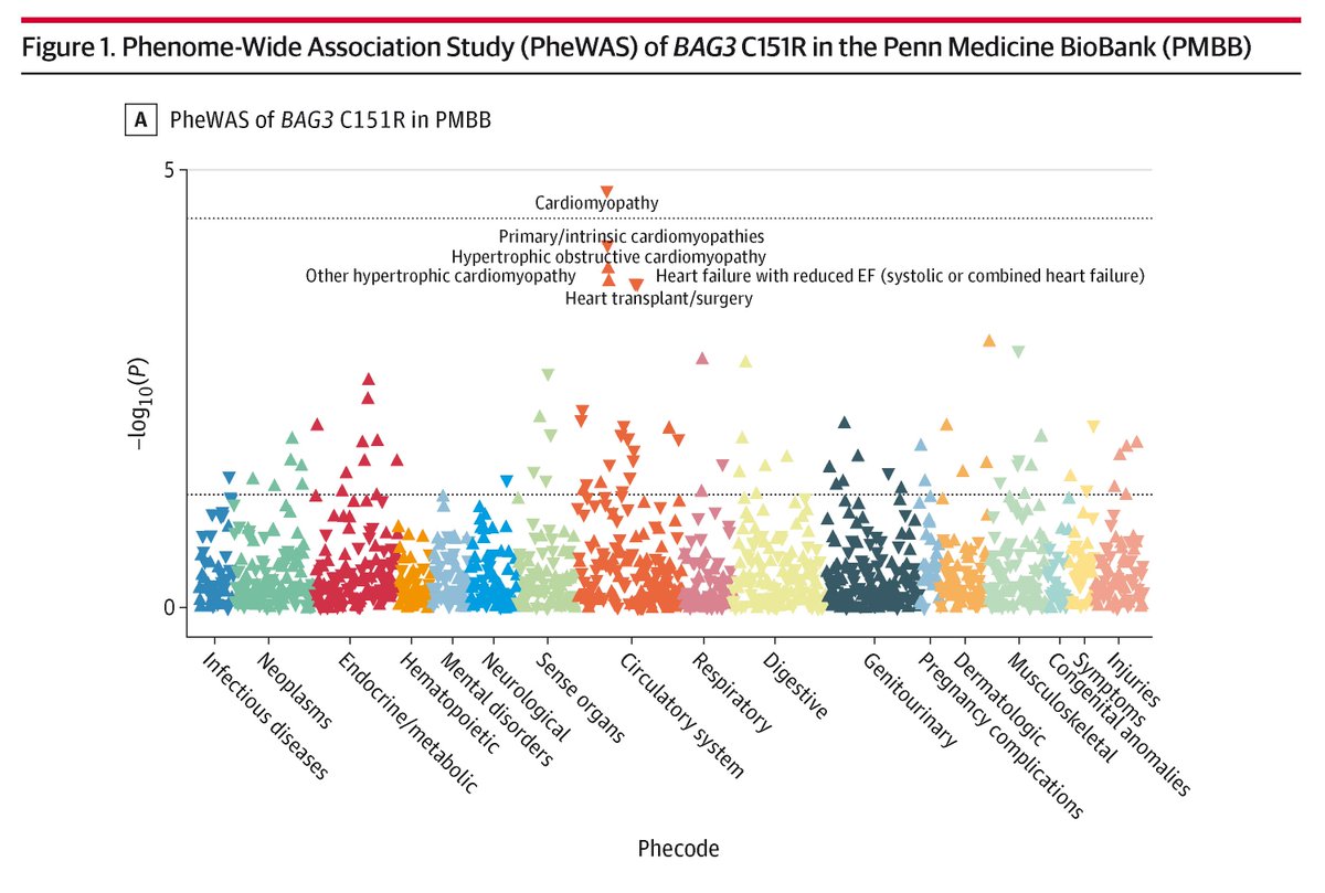A common variant in the BAG3 gene (C151R) is associated with decreased risk of dilated cardiomyopathy (DCM) and increased risk of hypertrophic cardiomyopathy (HCM), including in individuals with a genetic predisposition to DCM. 

ja.ma/3UNYzHo
