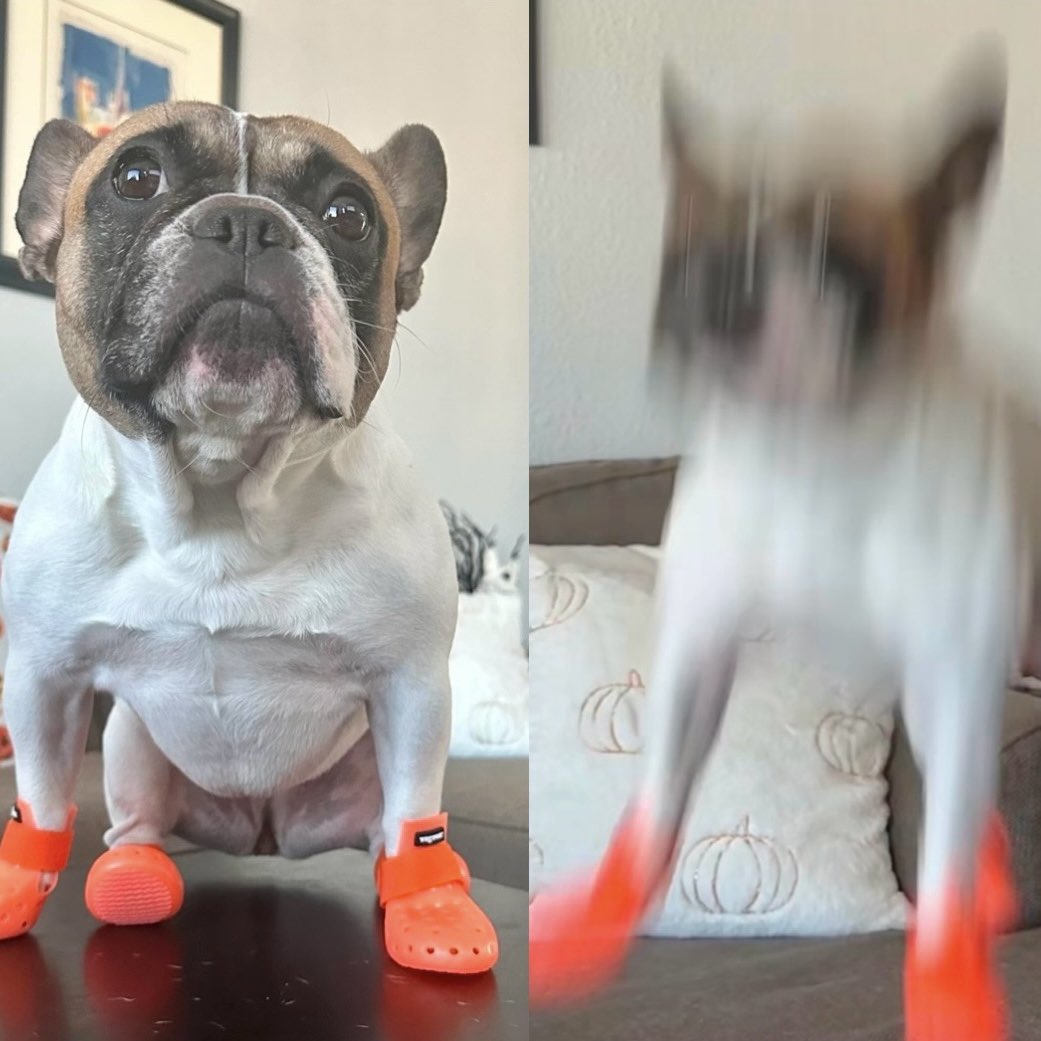 frenchieapollo's tweet photo. “Do You Want To Go To The P-“
*My Dog https://t.co/fi7mq3bY9V