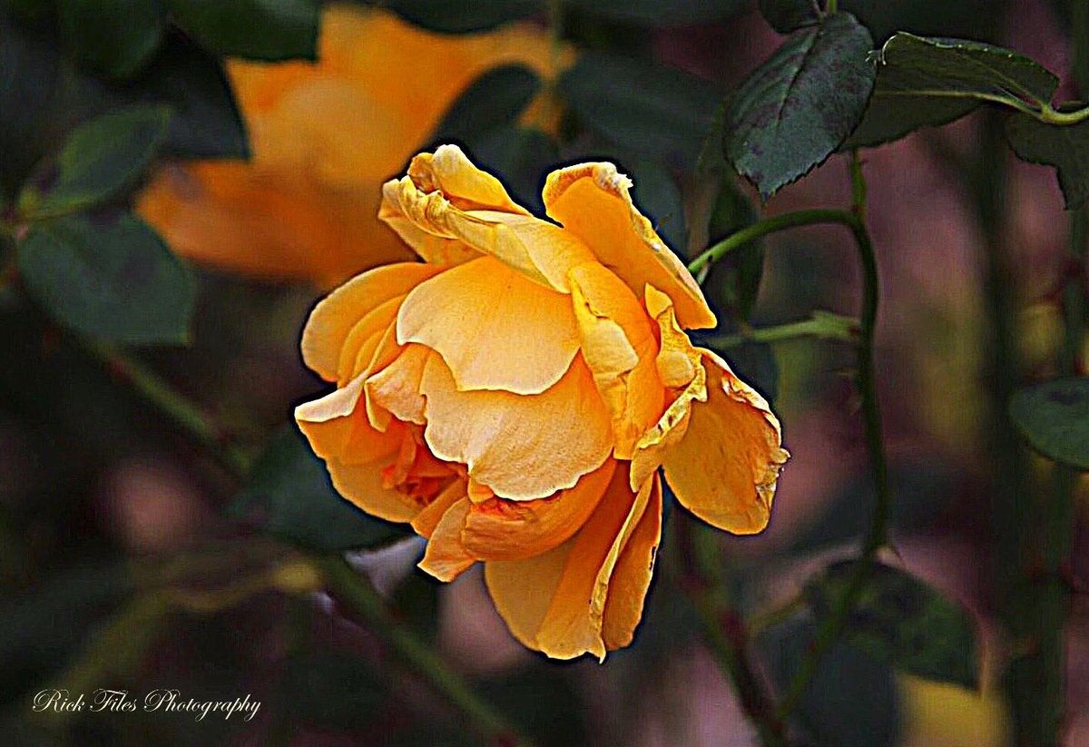 files44's tweet photo. Happy #RoseWednesday
#Roses #Flowers #Nature #Photography https://t.co/ksISV23XtS