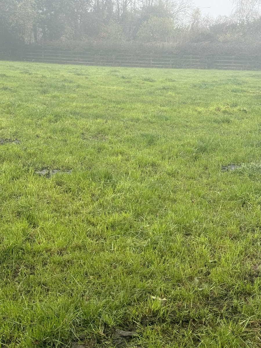 brianreidy75's tweet photo. Only took cows and cows off this 5 days ago. More growth now than the summer 😂😂😂 #grasstobeef https://t.co/6voOiL2PXH