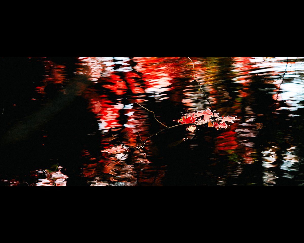 YUBOPHOTO's tweet photo. #紅葉 https://t.co/jCF1659697